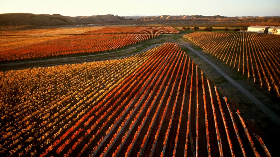 霍克湾（Hawke's Bay）的瓦斯山脉（Craggy Range Vineyards）的秋藤。