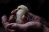 在Tathra放置自由放养的家庭经营农场的Bresse Chick，第一个在澳大利亚成功繁殖。