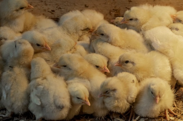 在Tathra放置免费范围家庭经营的农场的Bresse Chicks，澳大利亚的第一个成功后方令人垂涎...