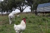 Maremma Dogs在Tathra放置免费游泳池的鸡蛋狗。Maremma是一种用于...的欧洲特种品种......