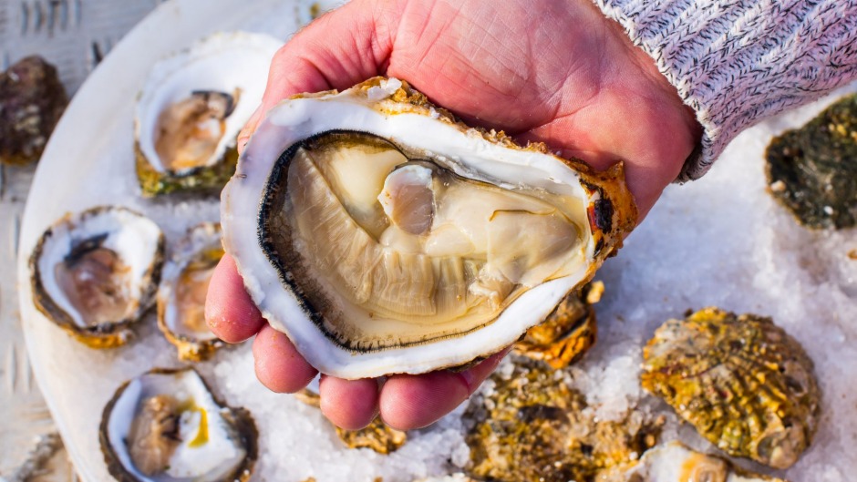 大惯客：Flinders Oyster公司本土Angasi Oysters在西部港口湾养殖。