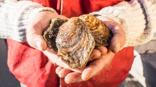 Angasi Oysters是他们种植的环境的咸，肉和味道